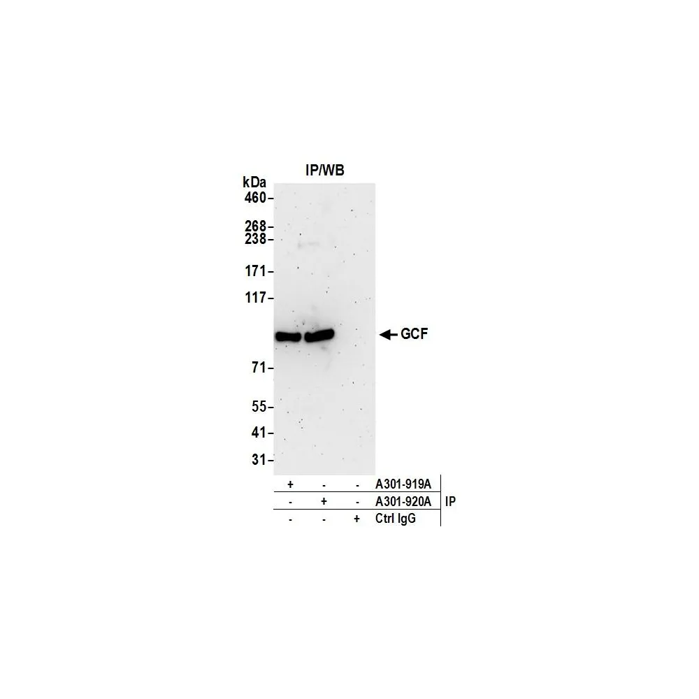 Rabbit anti-GCF Antibody, Affinity Purified