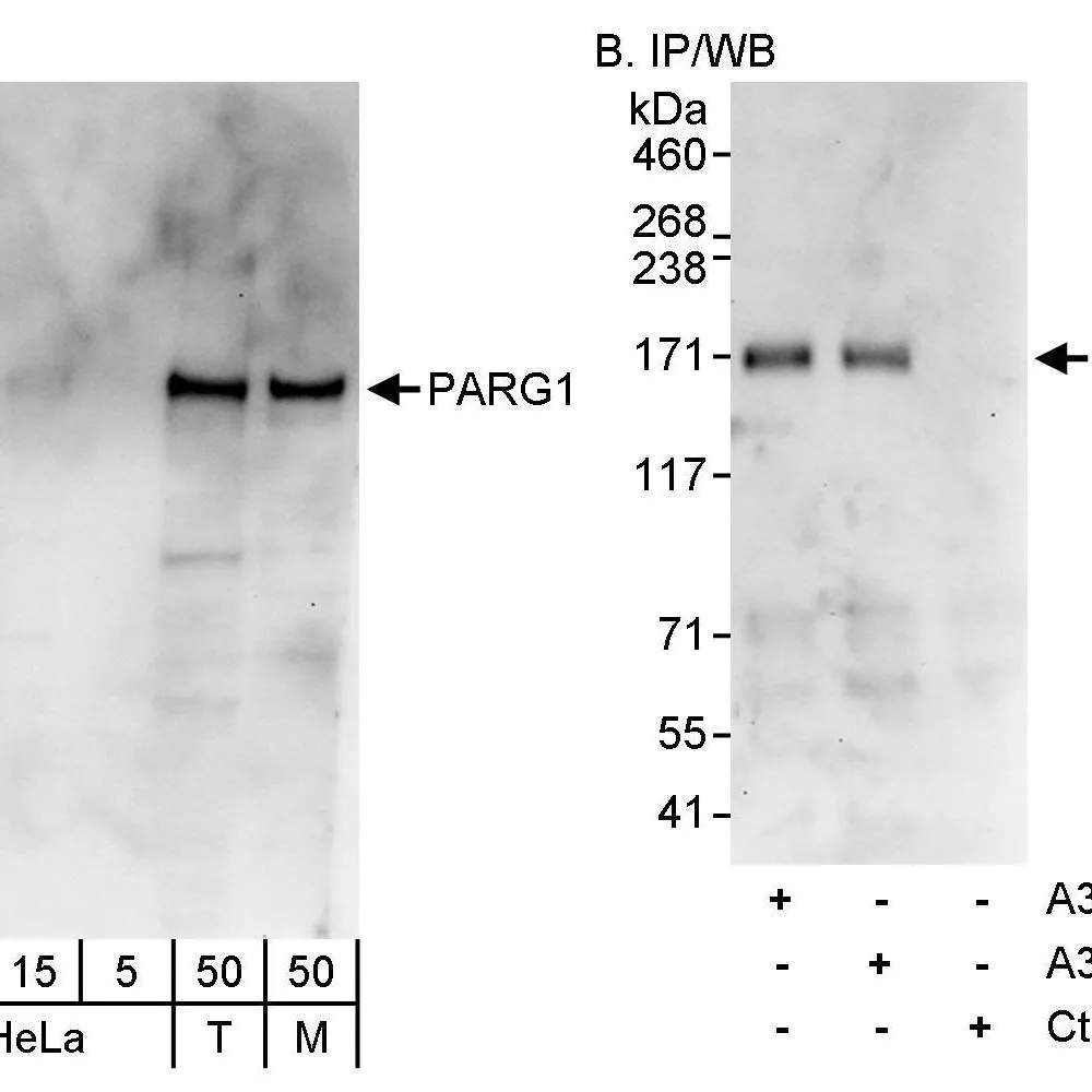 Rabbit anti-PARG1 Antibody, Affinity Purified