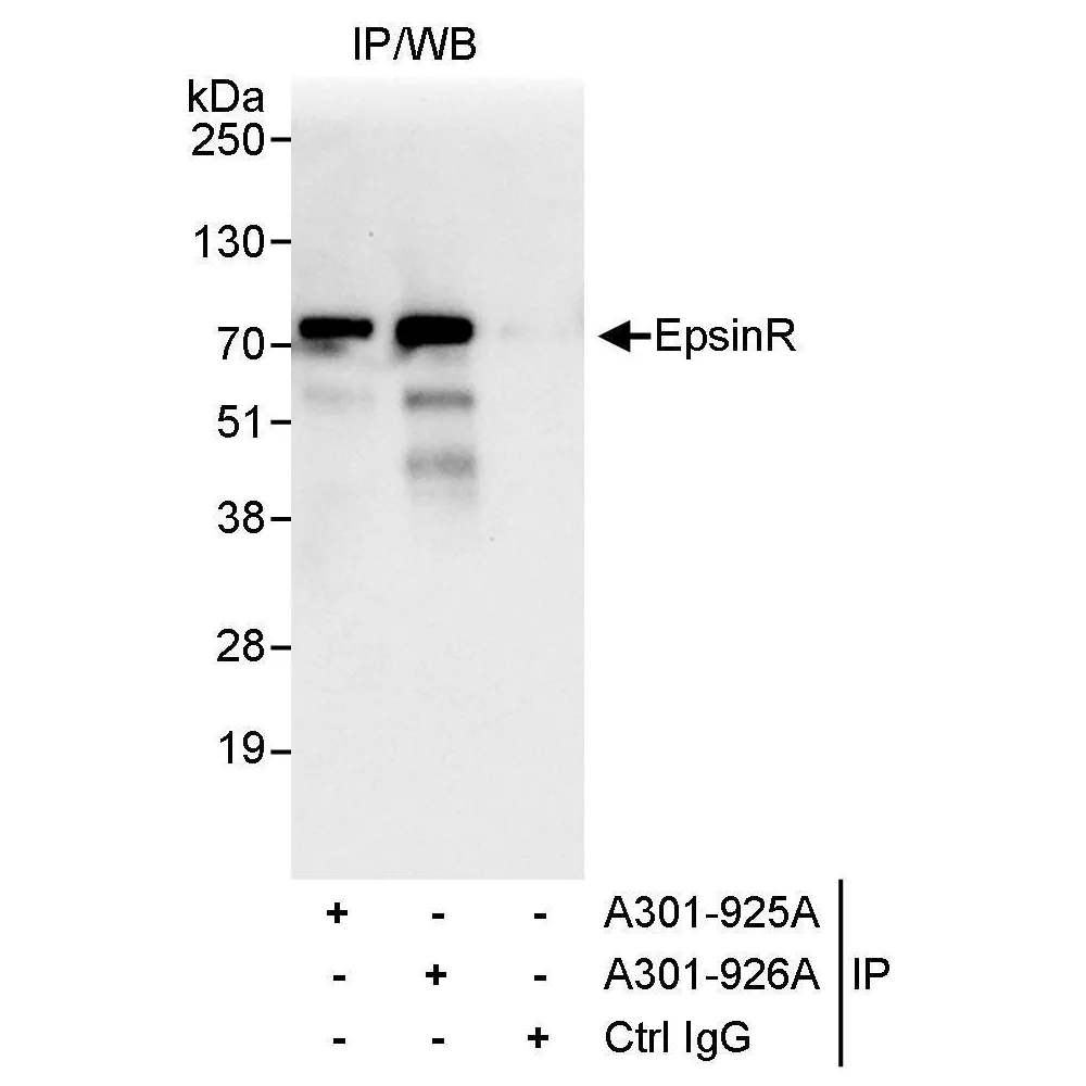 Rabbit anti-EpsinR Antibody, Affinity Purified