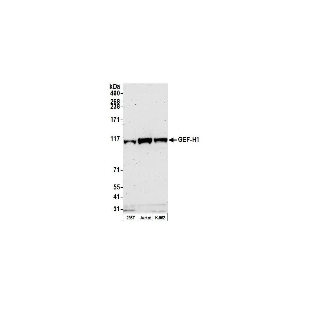 Rabbit anti-GEF-H1 Antibody, Affinity Purified