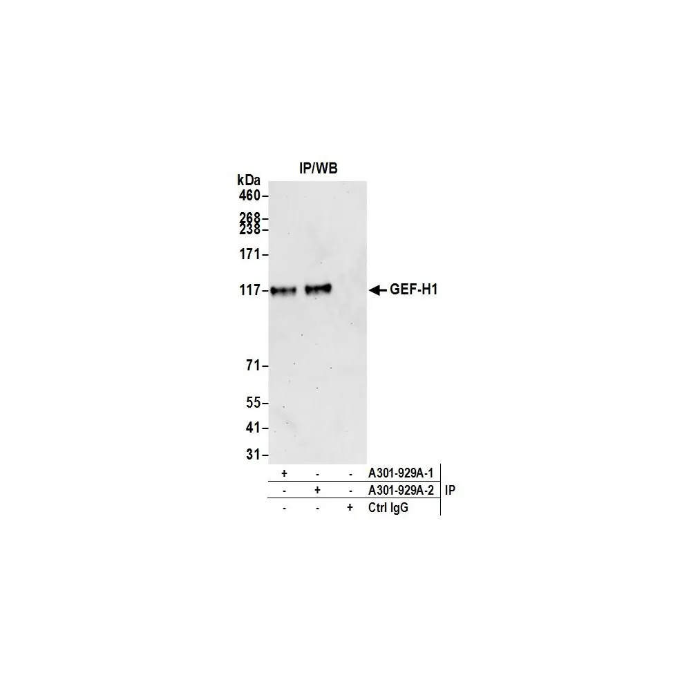 Rabbit anti-GEF-H1 Antibody, Affinity Purified