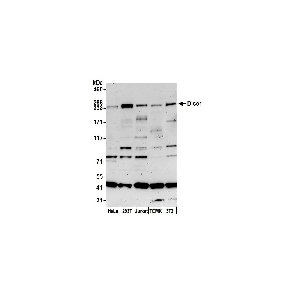 Rabbit anti-Dicer Antibody, Affinity Purified
