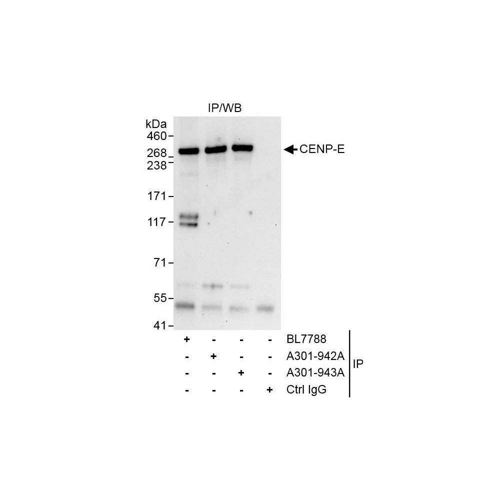 Rabbit anti-CENP-E Antibody, Affinity Purified