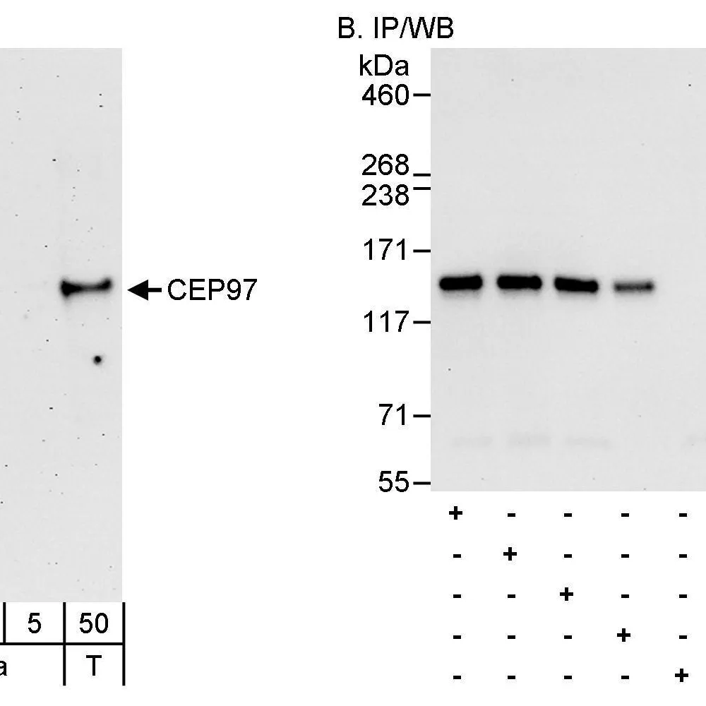 Rabbit anti-CEP97 Antibody, Affinity Purified