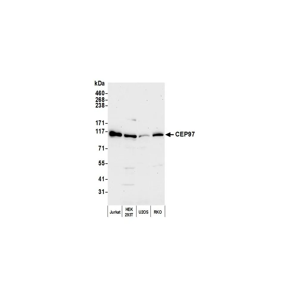 Rabbit anti-CEP97 Antibody, Affinity Purified