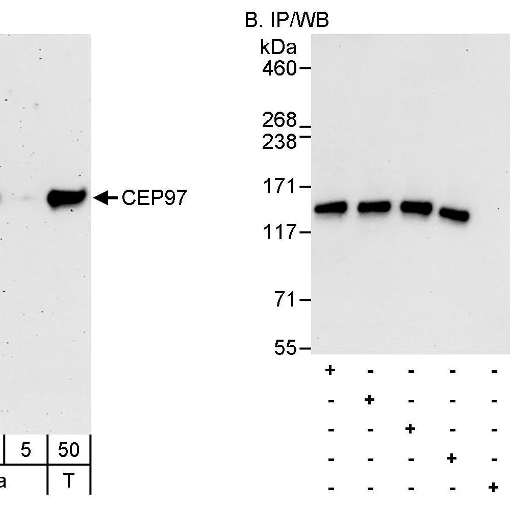 Rabbit anti-CEP97 Antibody, Affinity Purified