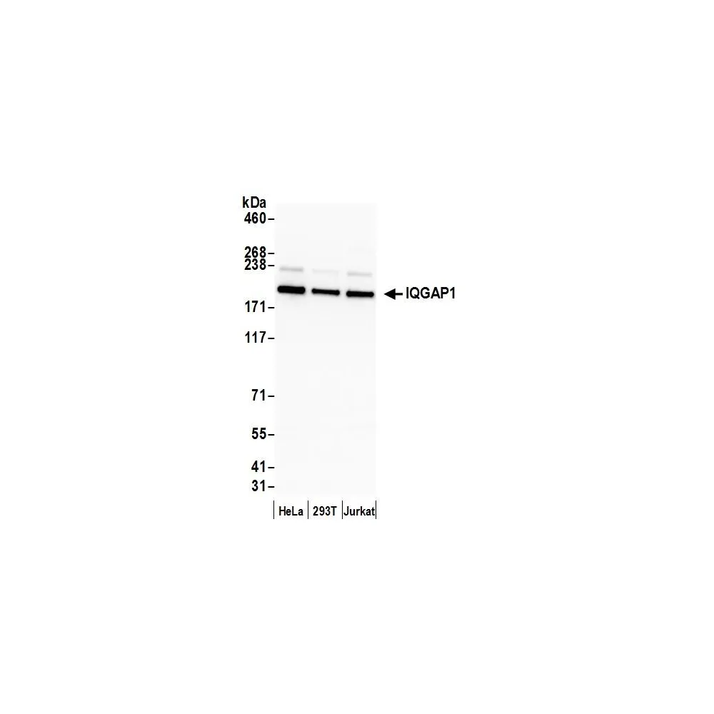Rabbit anti-IQGAP1 Antibody, Affinity Purified