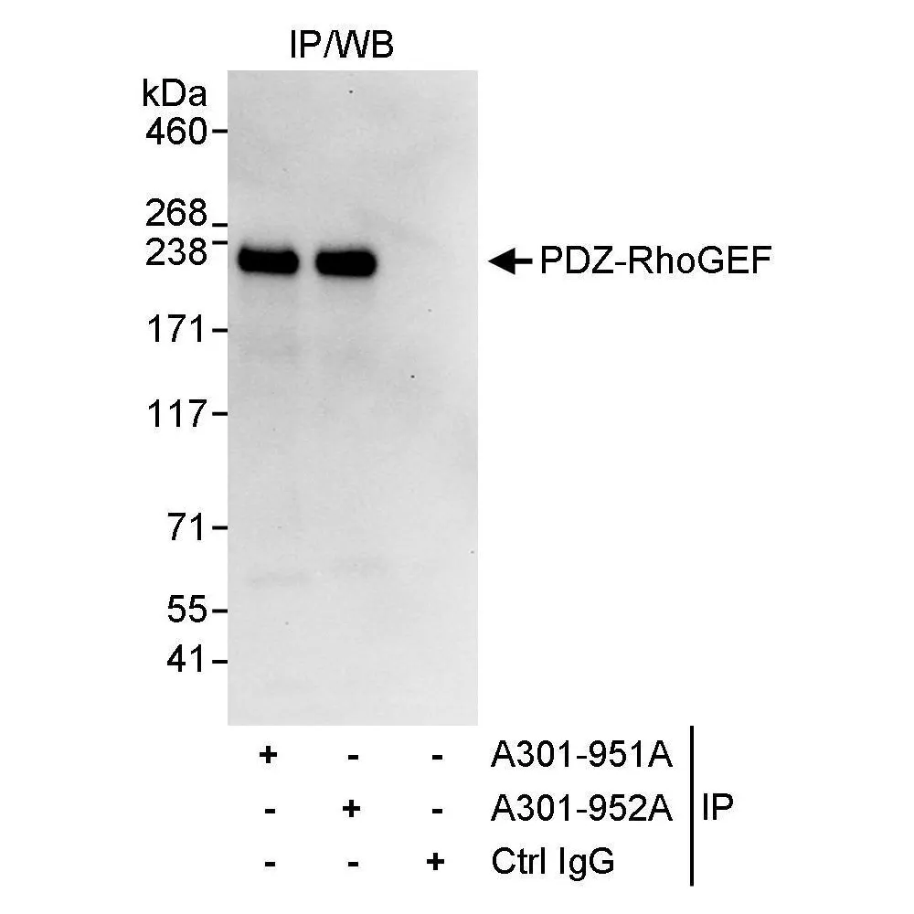 Rabbit anti-PDZ-RhoGEF Antibody, Affinity Purified