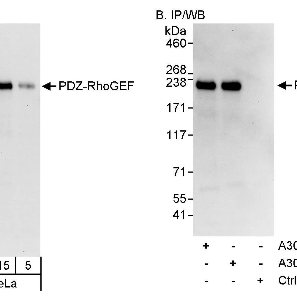 Rabbit anti-PDZ-RhoGEF Antibody, Affinity Purified