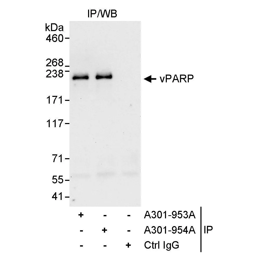 Rabbit anti-vPARP Antibody, Affinity Purified