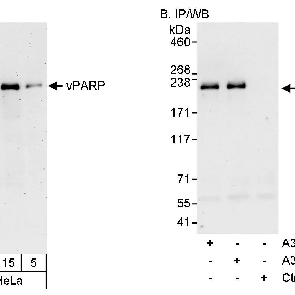 Rabbit anti-vPARP Antibody, Affinity Purified