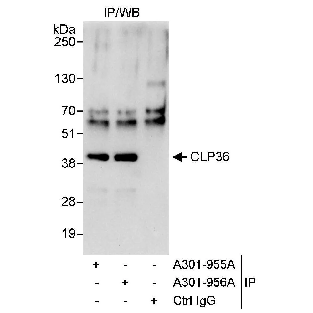 Rabbit anti-CLP36 Antibody, Affinity Purified