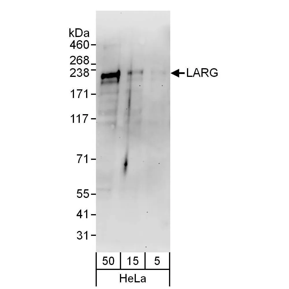 Rabbit anti-LARG Antibody, Affinity Purified