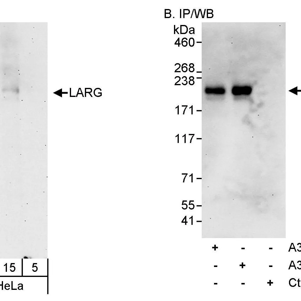 Rabbit anti-LARG Antibody, Affinity Purified