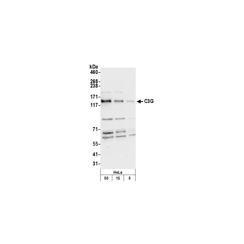Rabbit anti-C3G Antibody, Affinity Purified