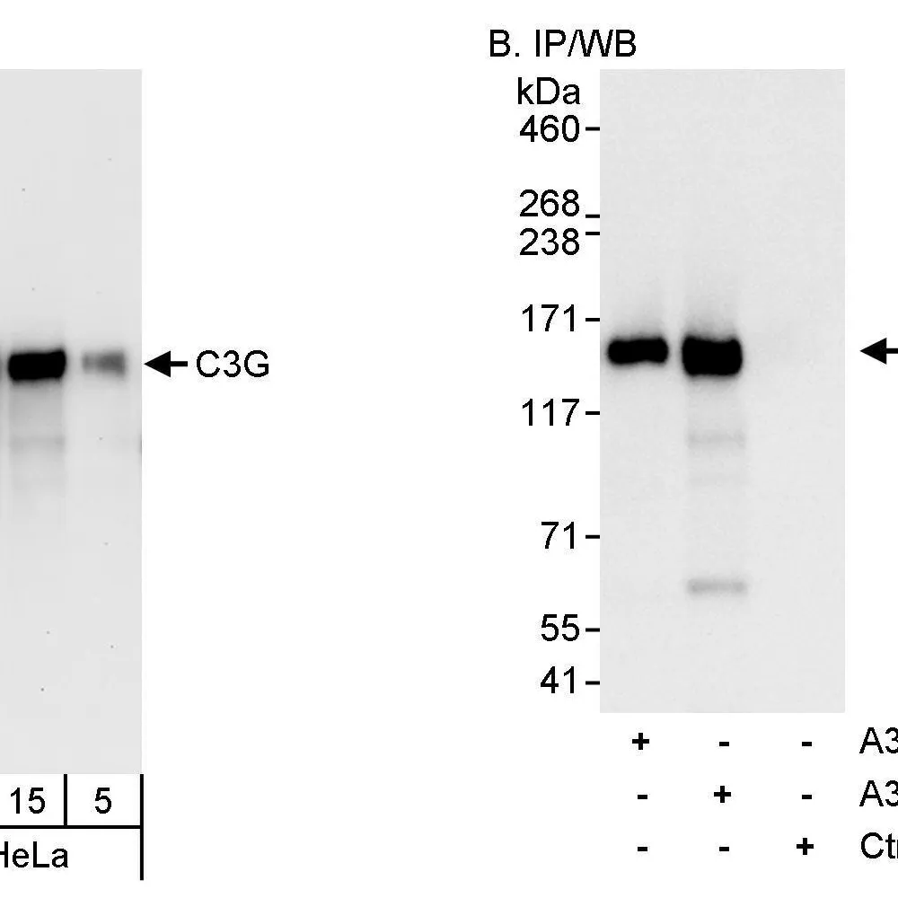 Rabbit anti-C3G Antibody, Affinity Purified