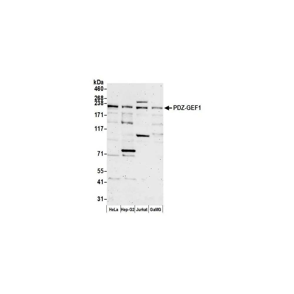 Rabbit anti-PDZ-GEF1 Antibody, Affinity Purified