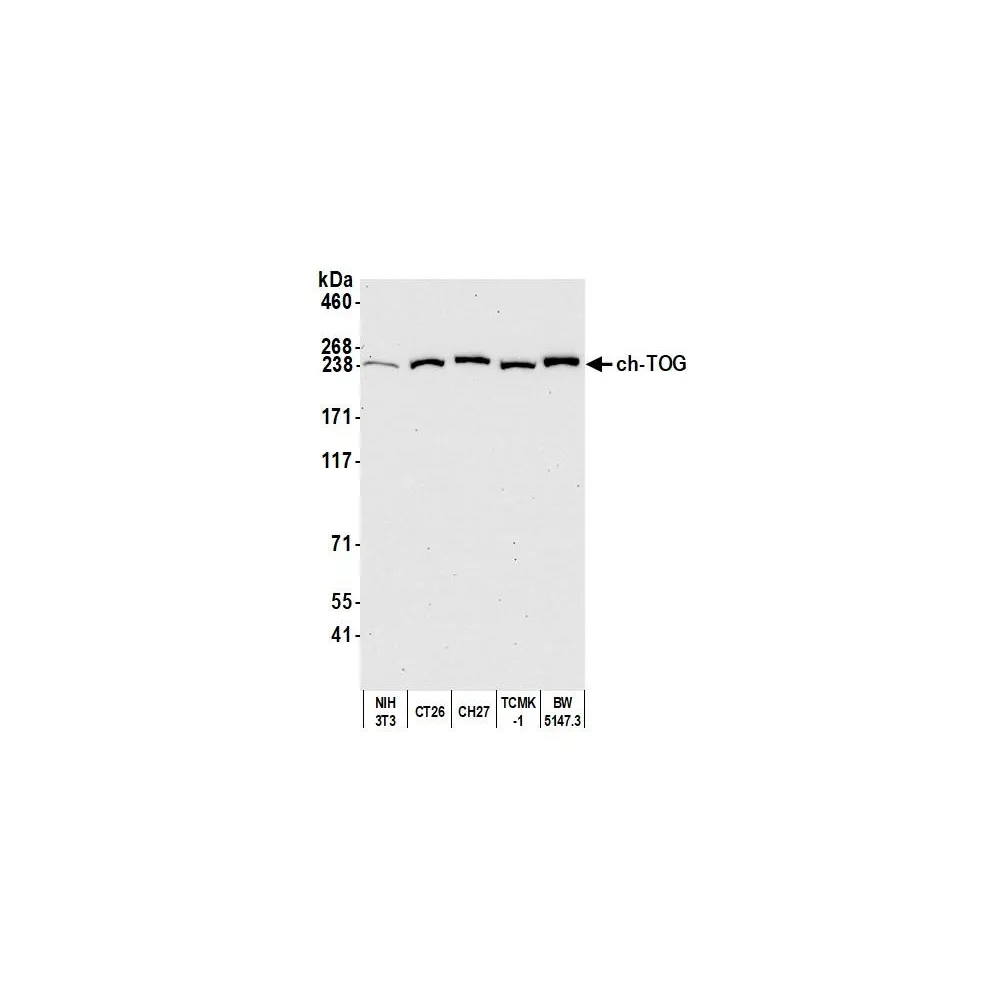 Rabbit anti-ch-TOG Antibody, Affinity Purified