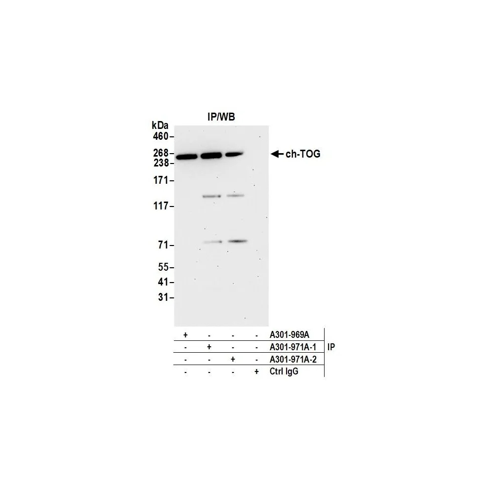 Rabbit anti-ch-TOG Antibody, Affinity Purified