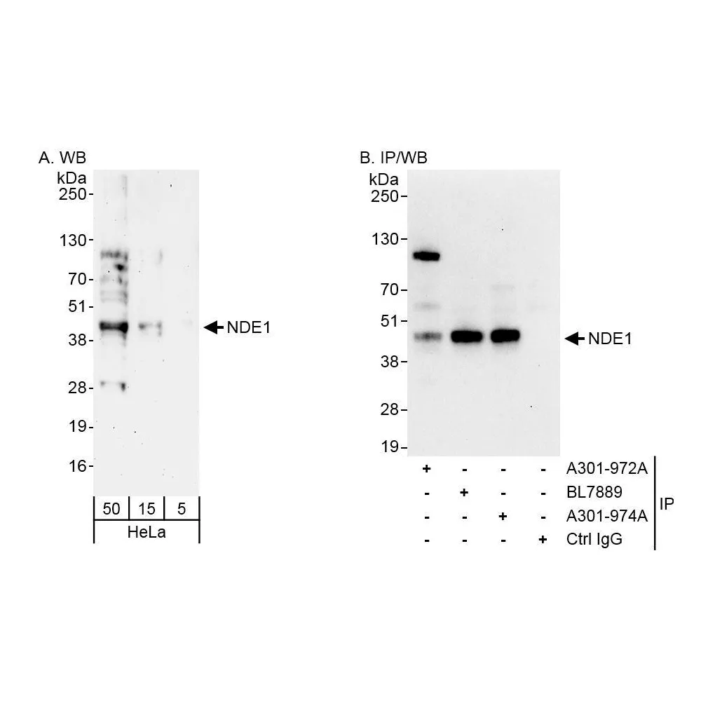 Rabbit anti-NDE1 Antibody, Affinity Purified
