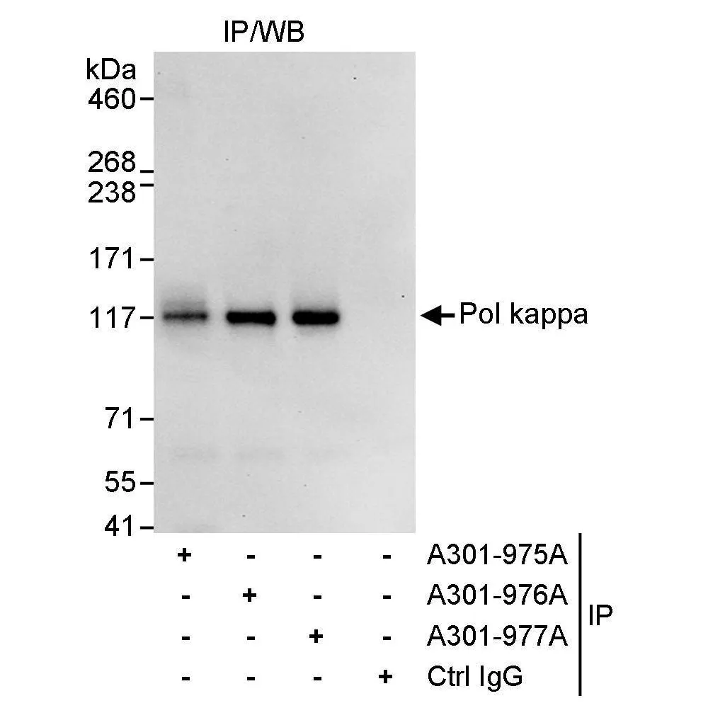 Rabbit anti-Pol kappa Antibody, Affinity Purified
