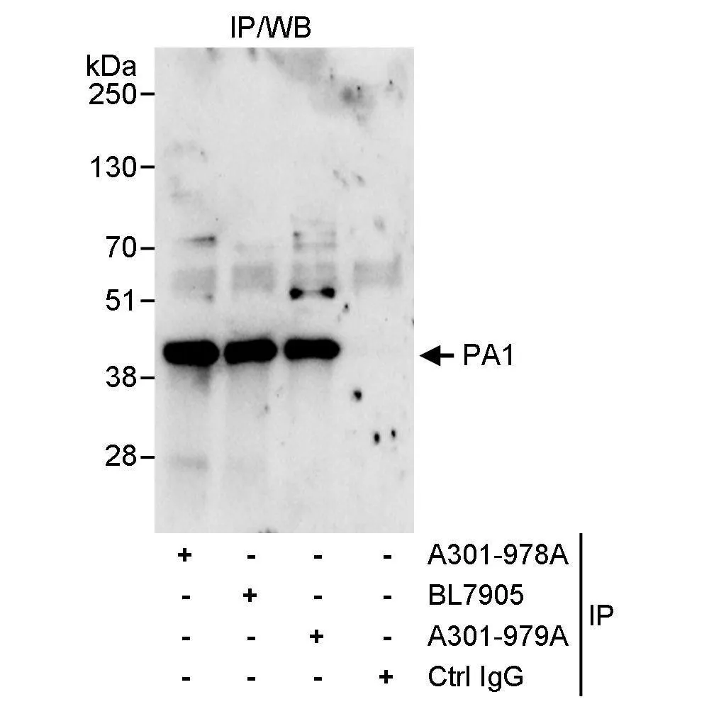 Rabbit anti-PA1 Antibody, Affinity Purified
