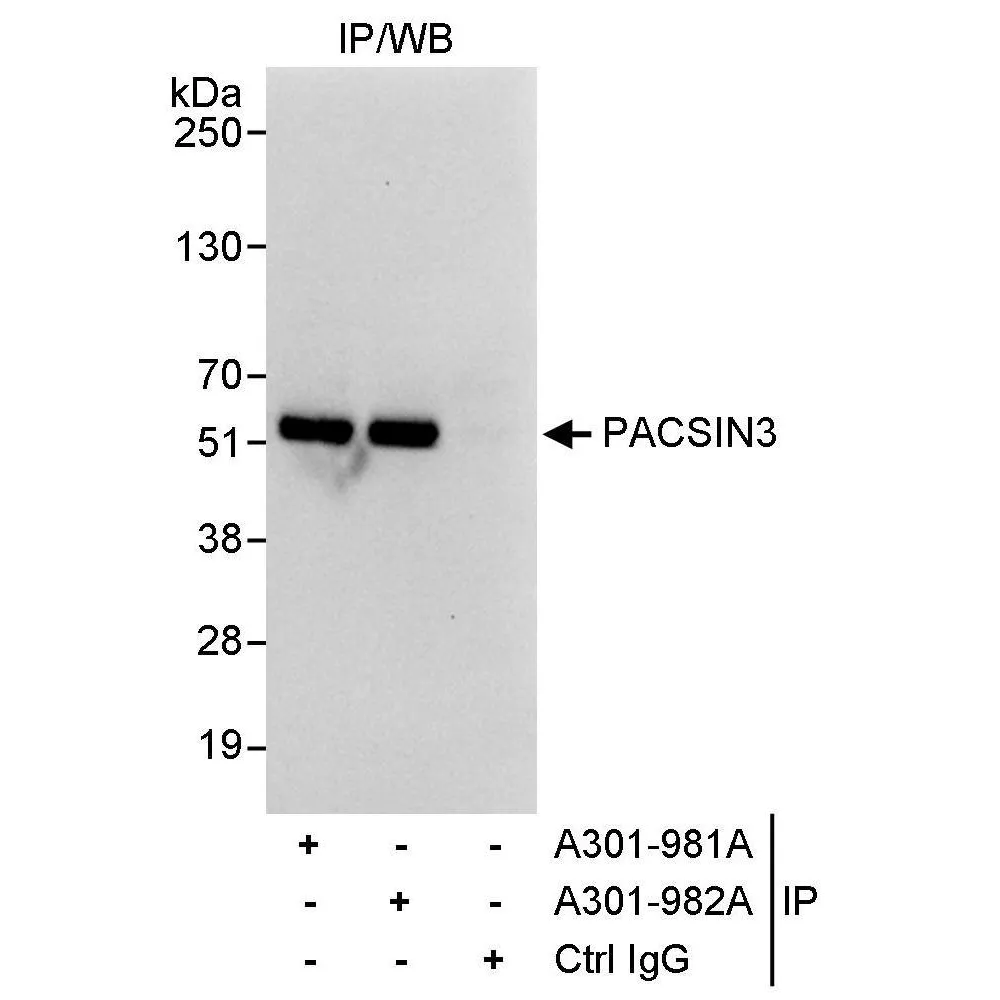 Rabbit anti-PACSIN3 Antibody, Affinity Purified