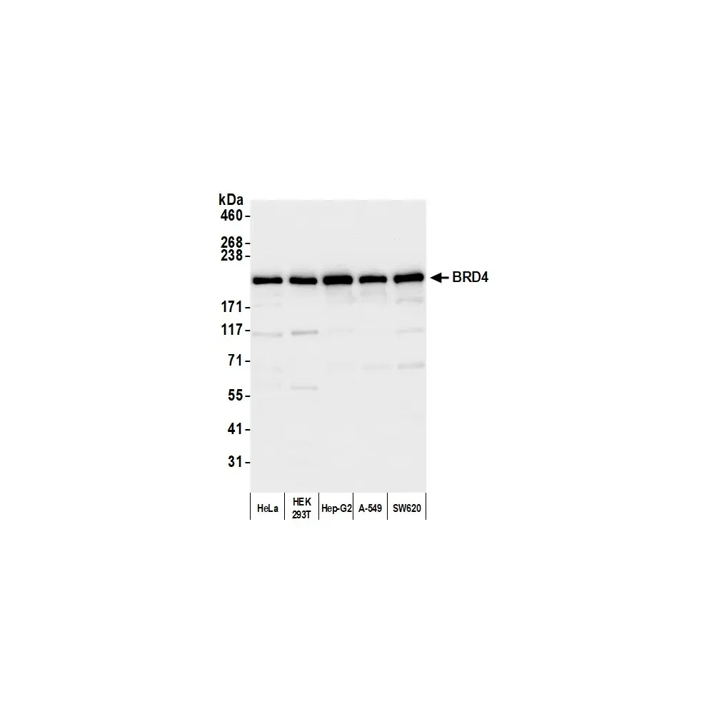 Rabbit anti-BRD4 Antibody, Affinity Purified