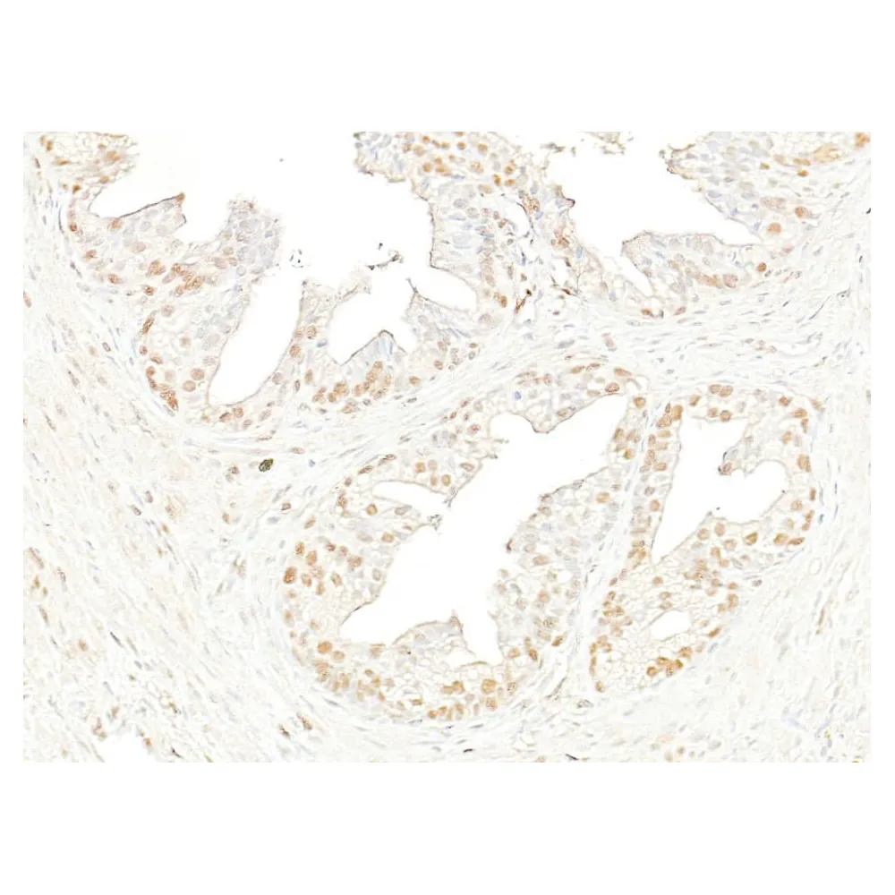 Rabbit anti-BRD4 Antibody, Affinity Purified