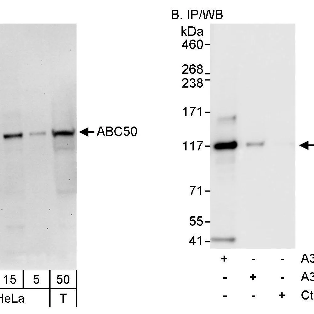 Rabbit anti-ABC50 Antibody, Affinity Purified