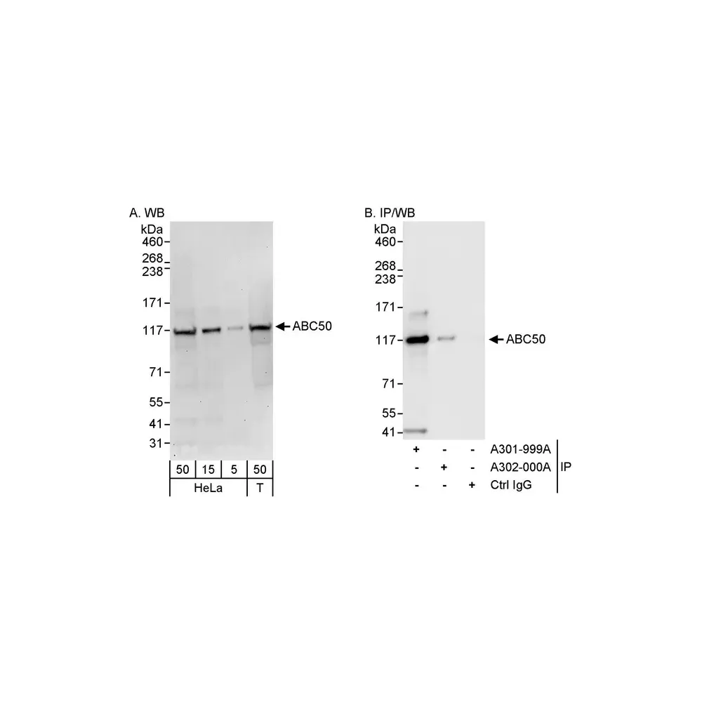 Rabbit anti-ABC50 Antibody, Affinity Purified