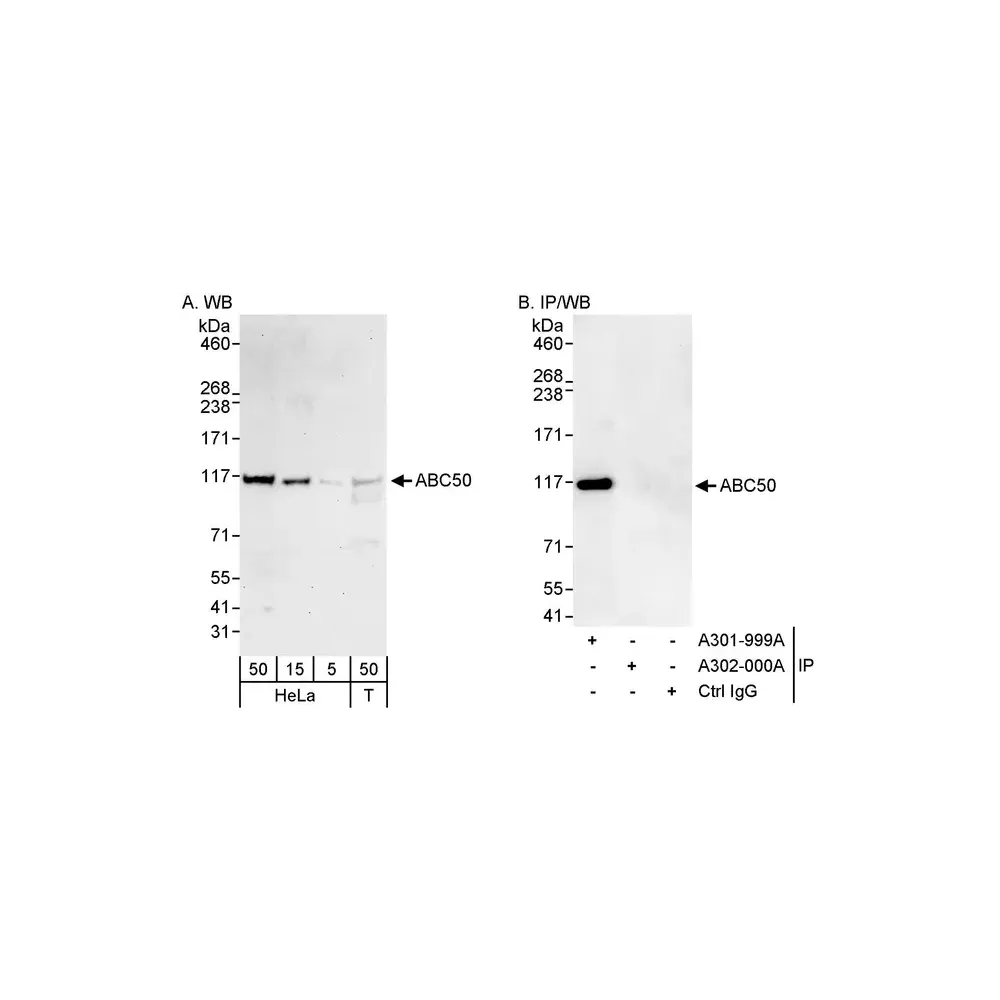 Rabbit anti-ABC50 Antibody, Affinity Purified
