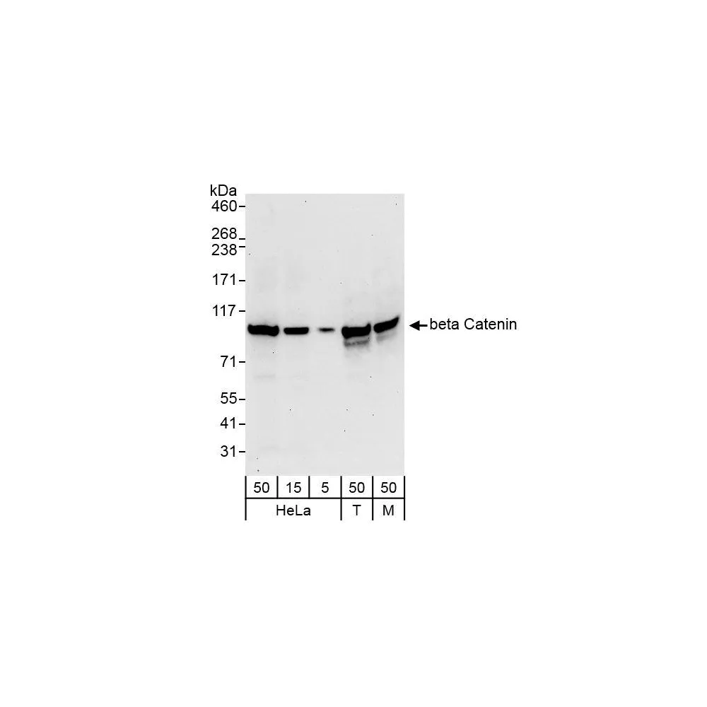 Rabbit anti-beta Catenin Antibody, Affinity Purified
