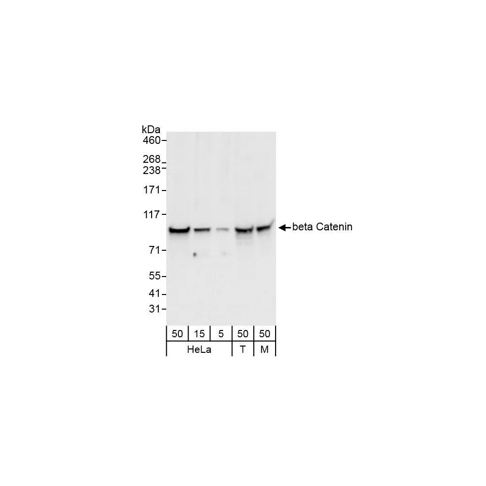 Rabbit anti-beta Catenin Antibody, Affinity Purified