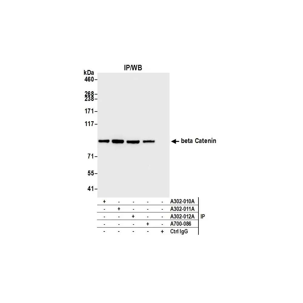 Rabbit anti-beta Catenin Antibody, Affinity Purified