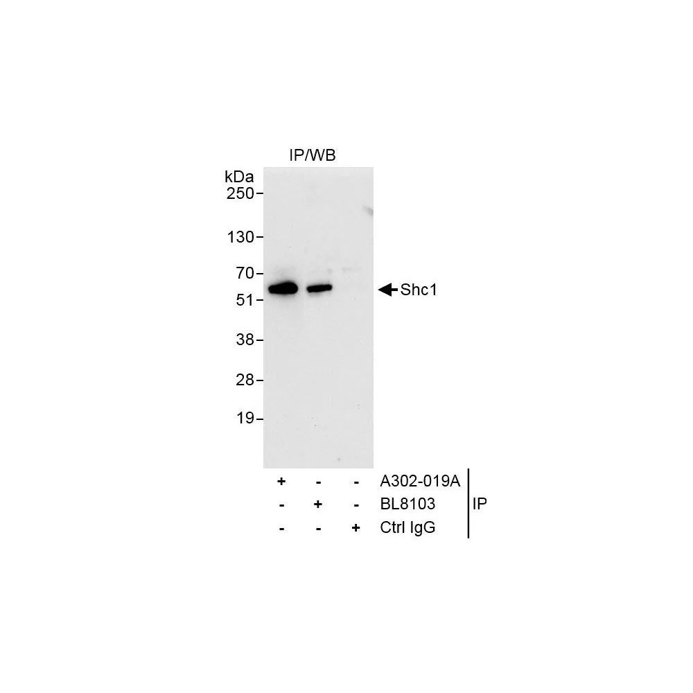 Rabbit anti-Shc1 Antibody, Affinity Purified