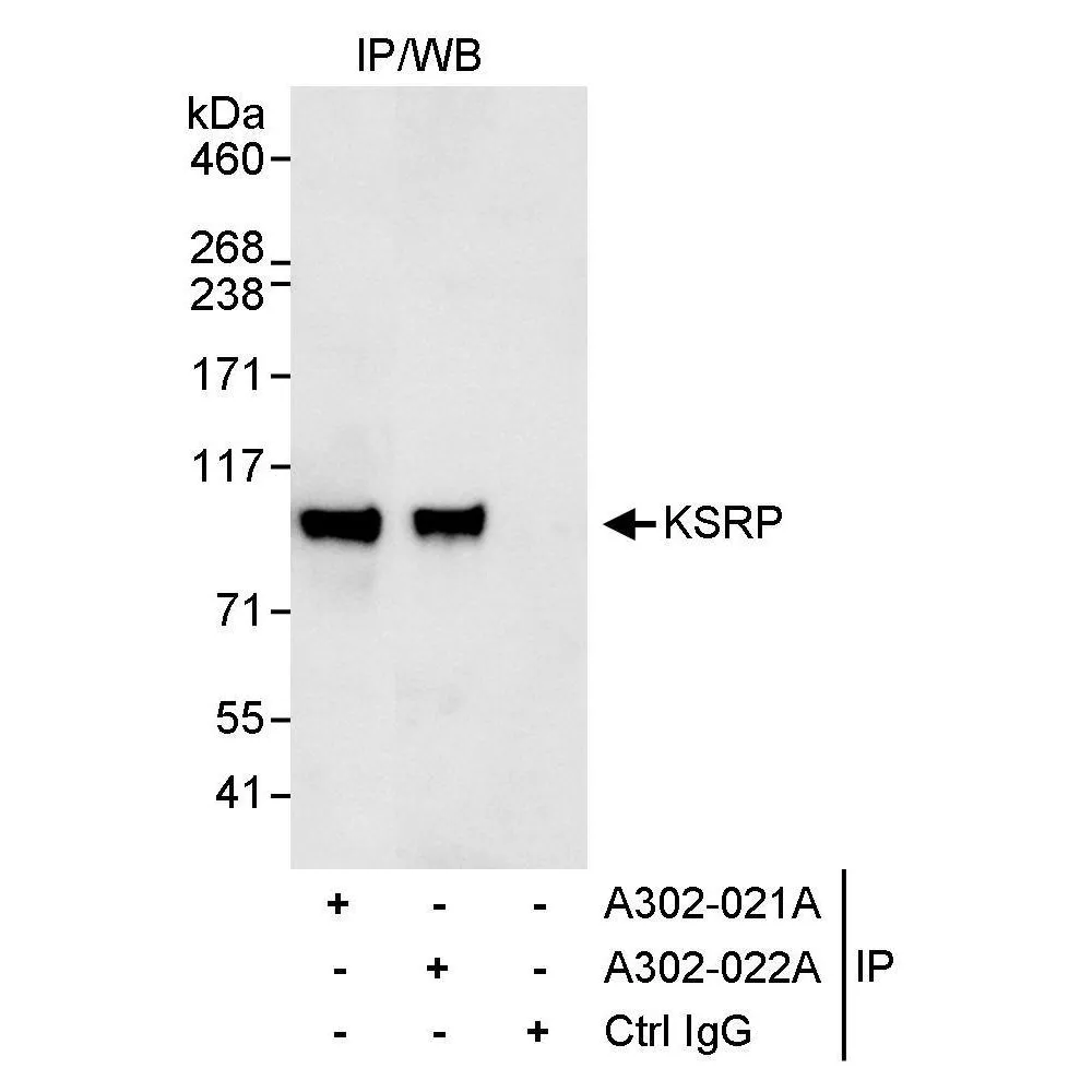 Rabbit anti-KSRP Antibody, Affinity Purified