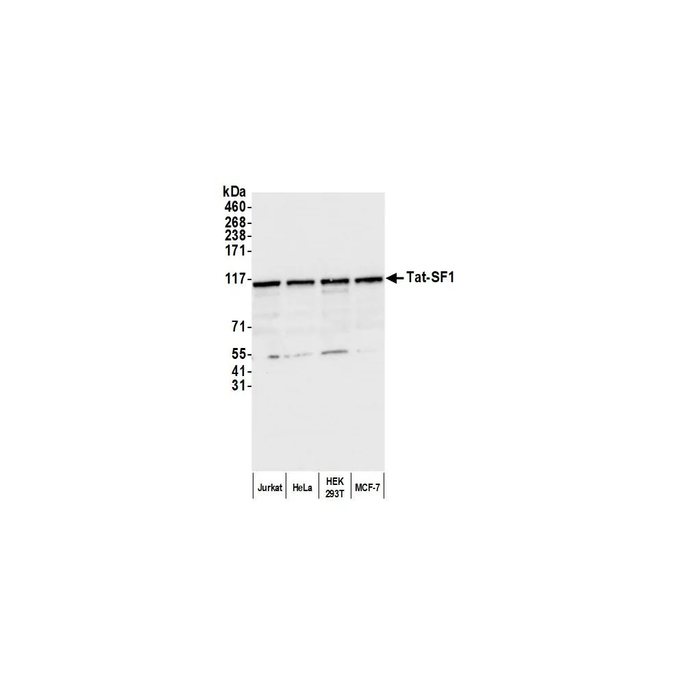 Rabbit anti-Tat-SF1 Antibody, Affinity Purified