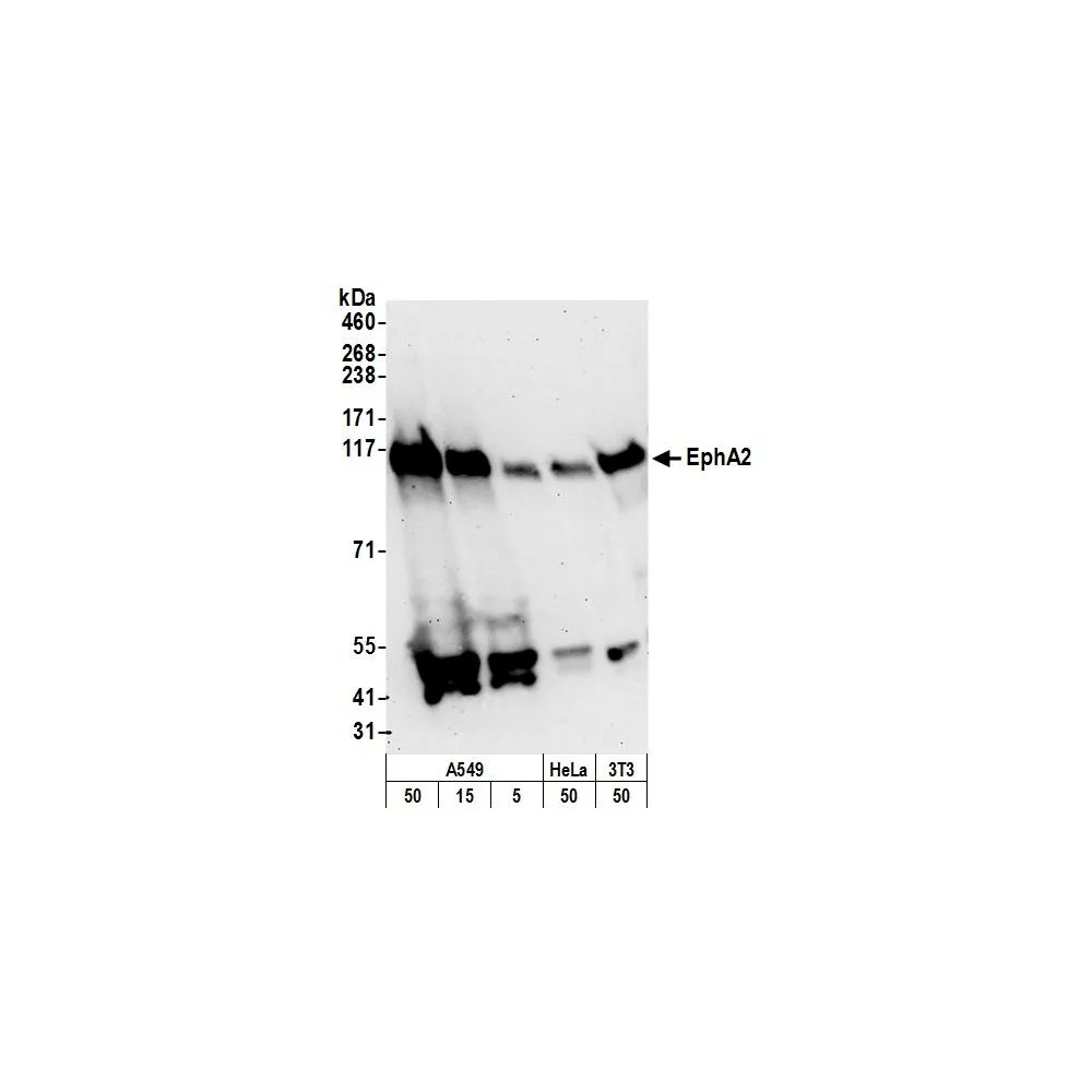 Rabbit anti-EphA2 Antibody, Affinity Purified