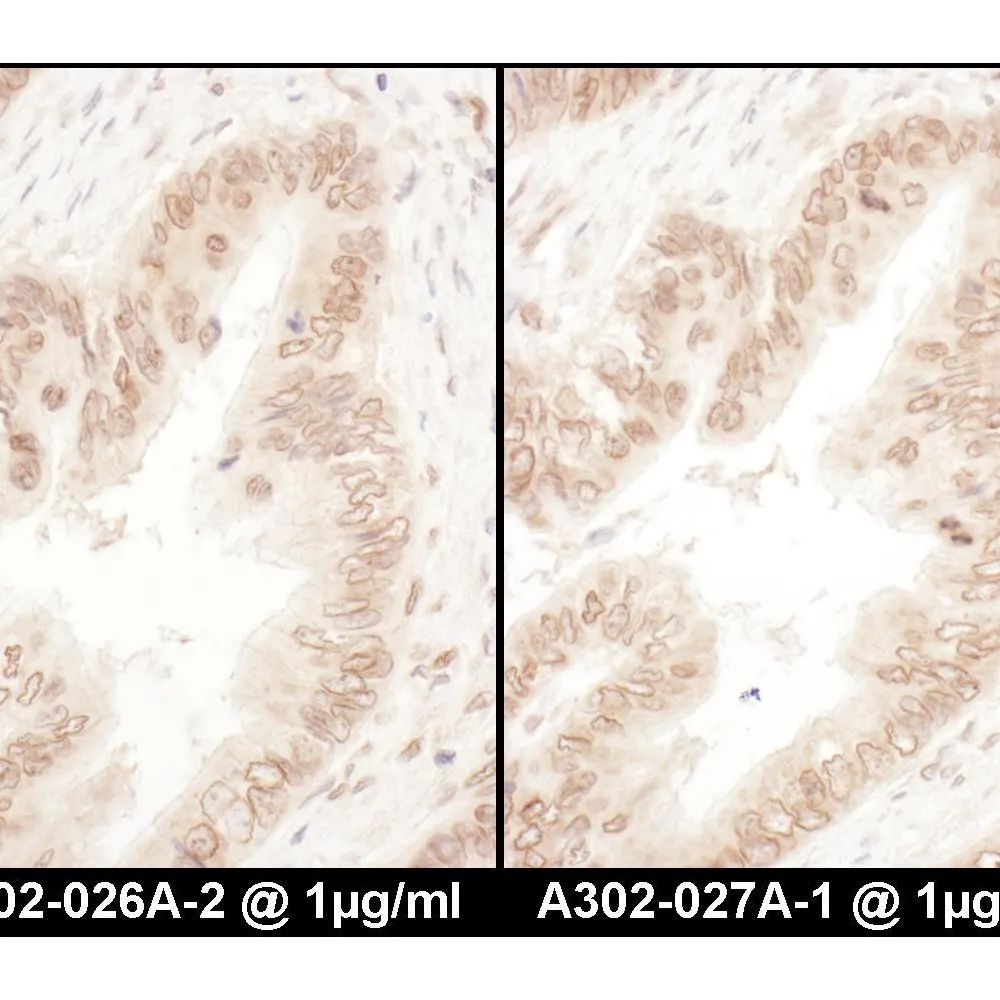 Rabbit anti-RanGAP1 Antibody, Affinity Purified