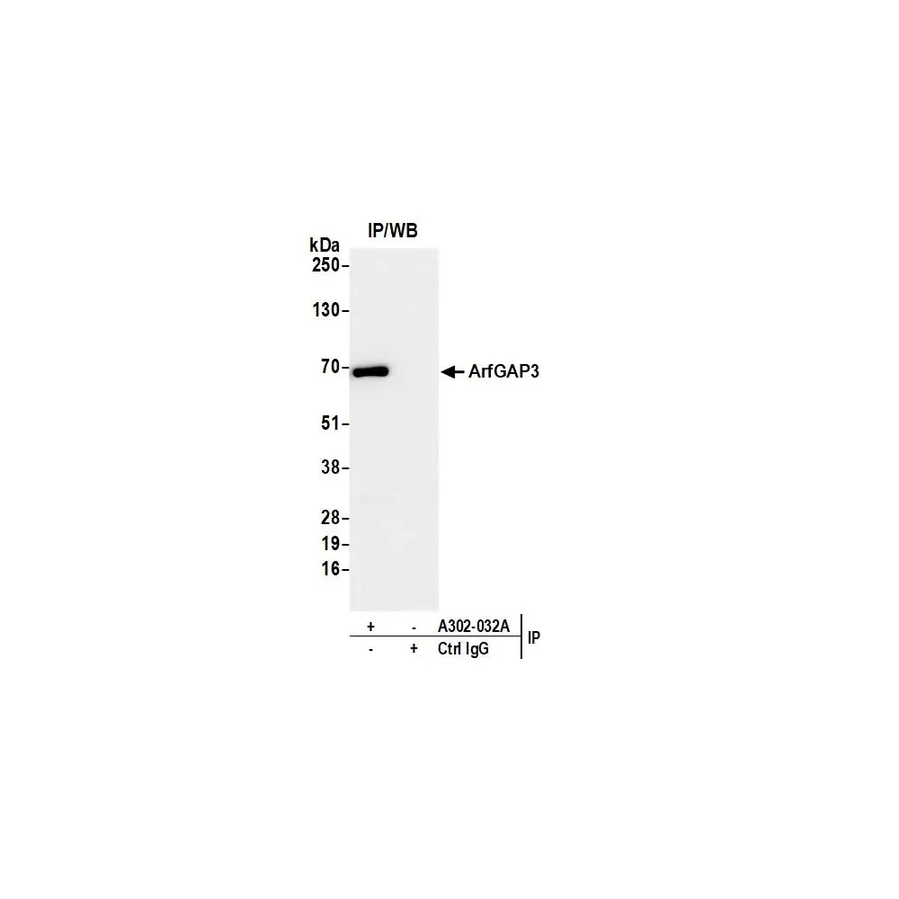 Rabbit anti-ArfGAP3 Antibody, Affinity Purified