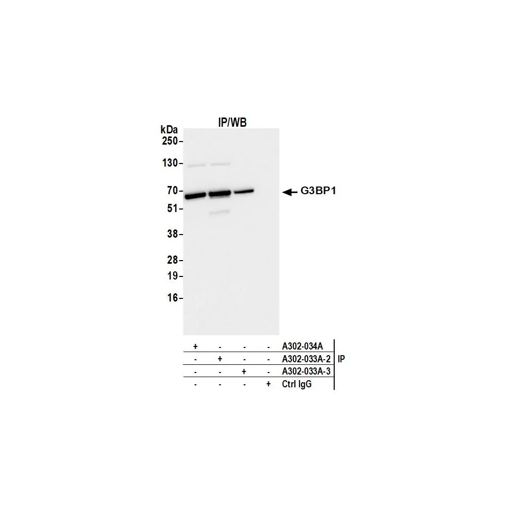 Rabbit anti-G3BP1 Antibody, Affinity Purified