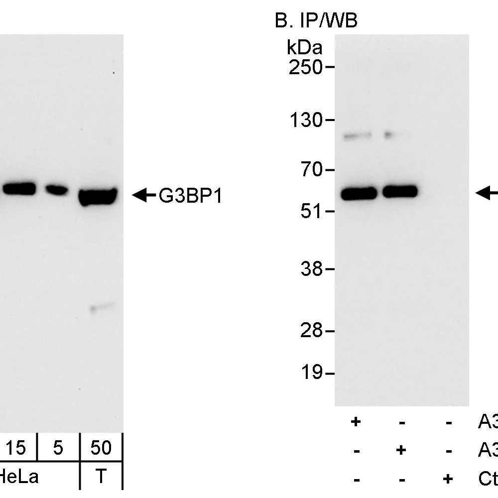 Rabbit anti-G3BP1 Antibody, Affinity Purified