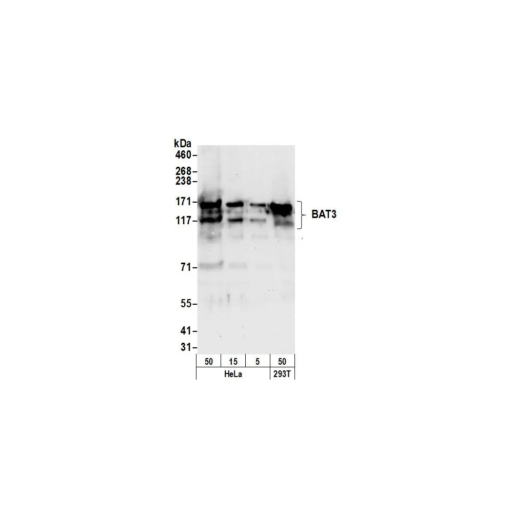Rabbit anti-BAT3 Antibody, Affinity Purified