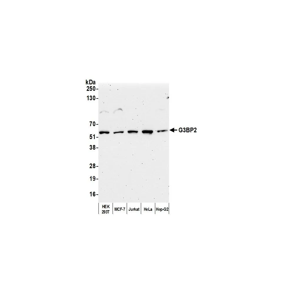 Rabbit anti-G3BP2 Antibody, Affinity Purified