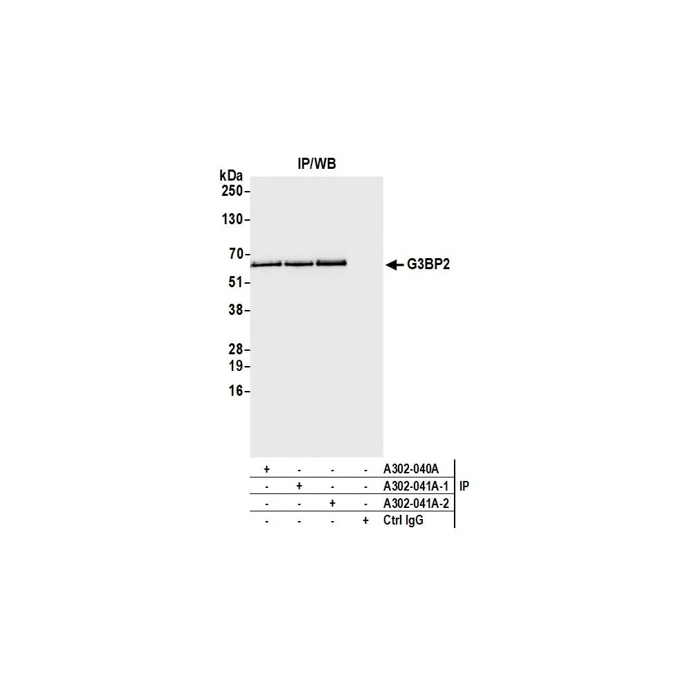 Rabbit anti-G3BP2 Antibody, Affinity Purified