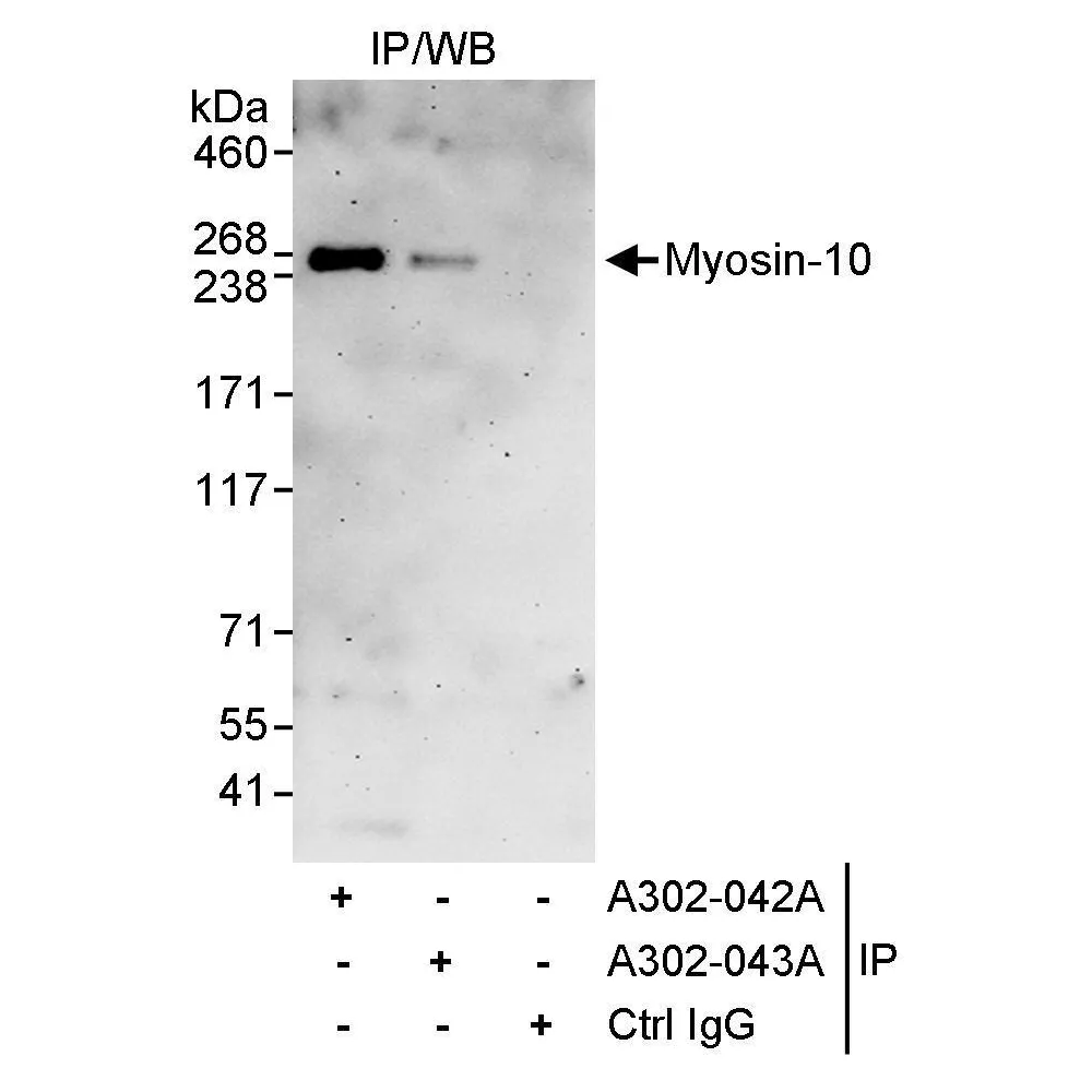 Rabbit anti-Myosin-10 Antibody, Affinity Purified