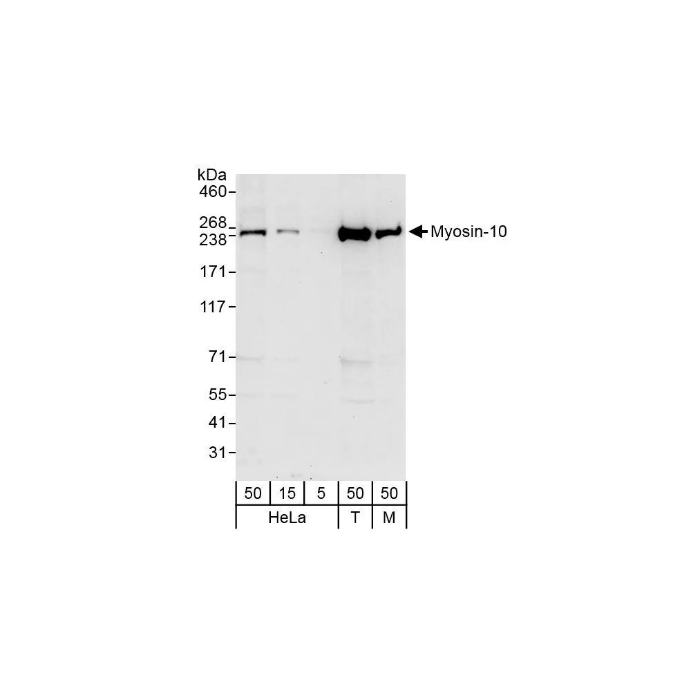 Rabbit anti-Myosin-10 Antibody, Affinity Purified