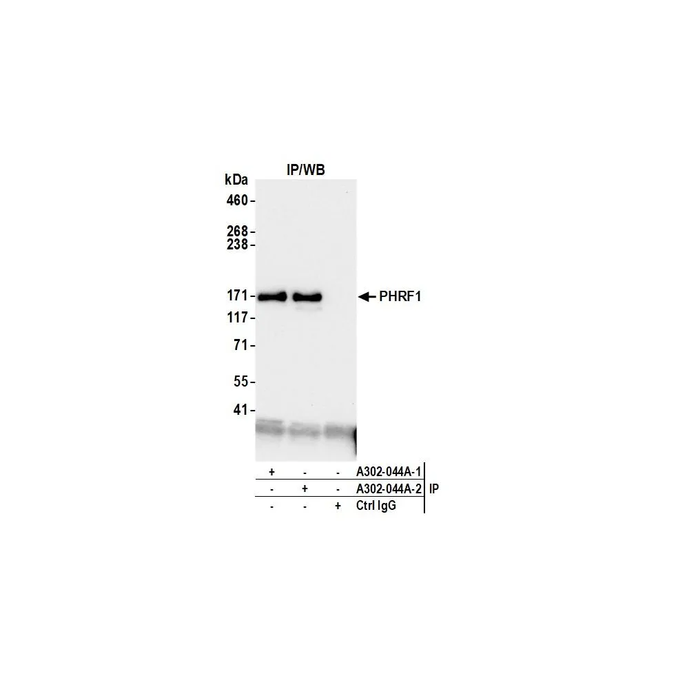 Rabbit anti-PHRF1 Antibody, Affinity Purified
