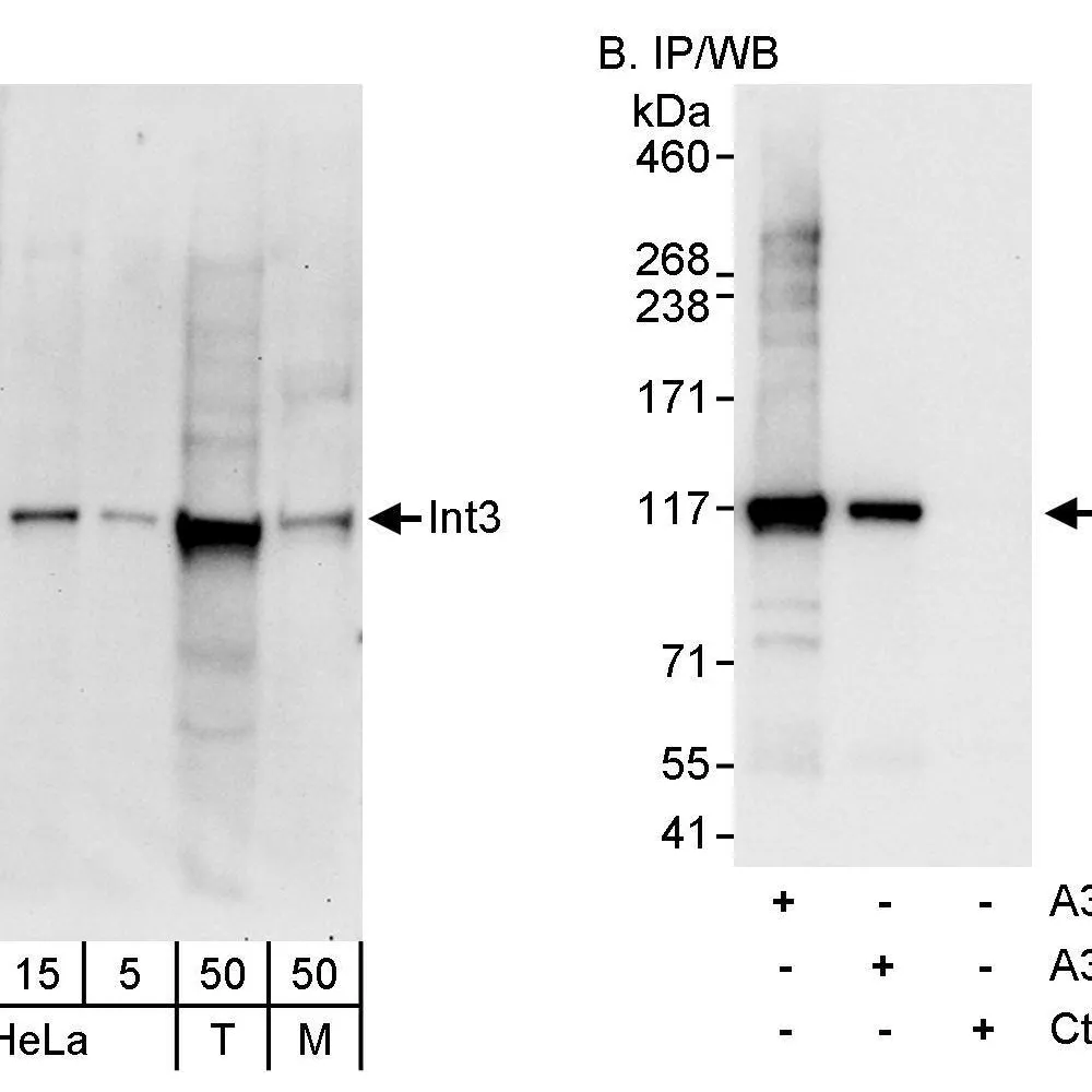 Rabbit anti-INT3 Antibody, Affinity Purified